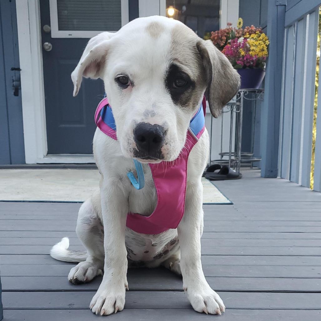 Skye, a Adoptable mixed breed in Bend, OR image 3/6