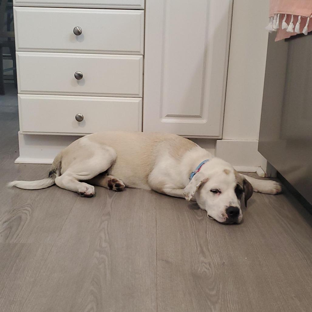 Skye, a Adoptable mixed breed in Bend, OR image 4/6