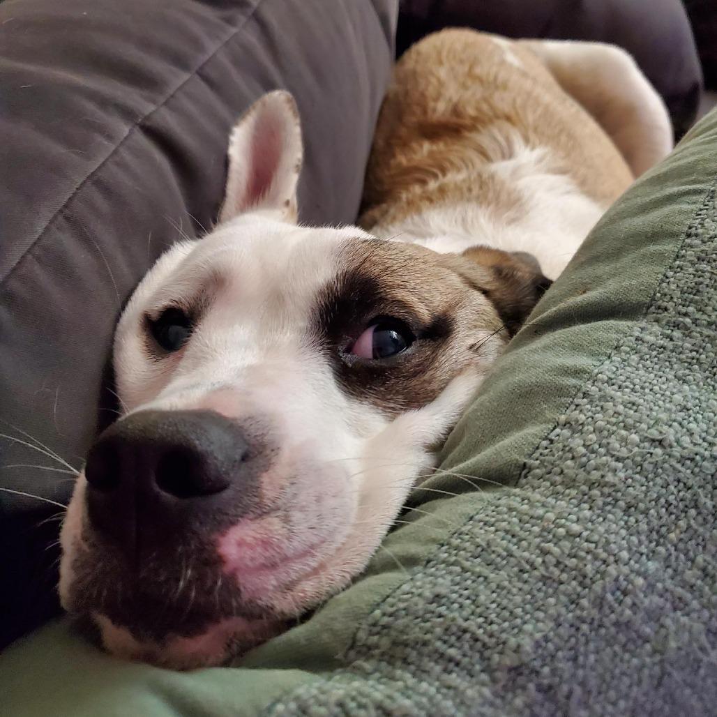Skye, a Adoptable mixed breed in Bend, OR image 5/6