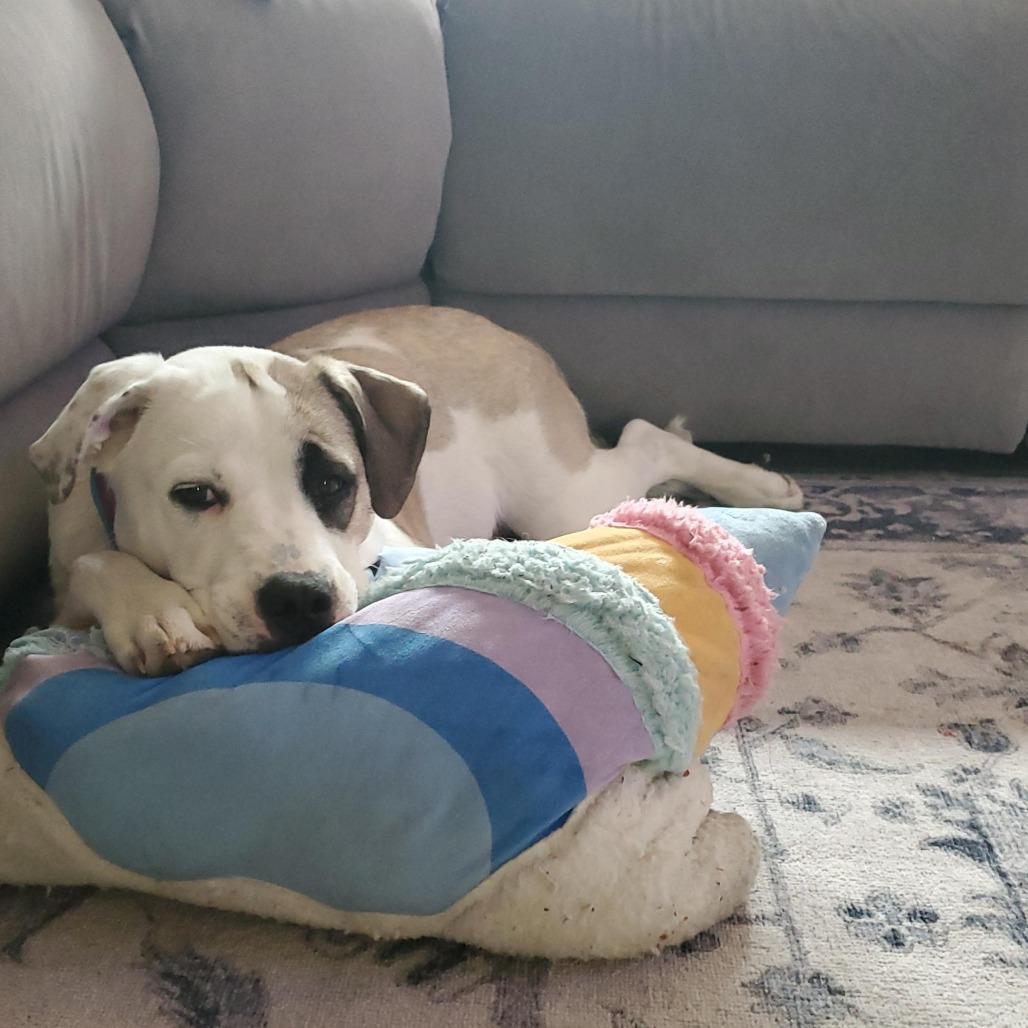 Skye, a Adoptable mixed breed in Bend, OR image 6/6