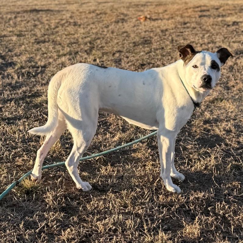 Enlarge Firework, a Adoptable Mixed Breed in Norman, OK image 1/6