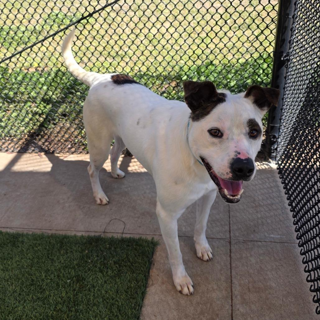 Enlarge Firework, a Adoptable Mixed Breed in Norman, OK image 2/6