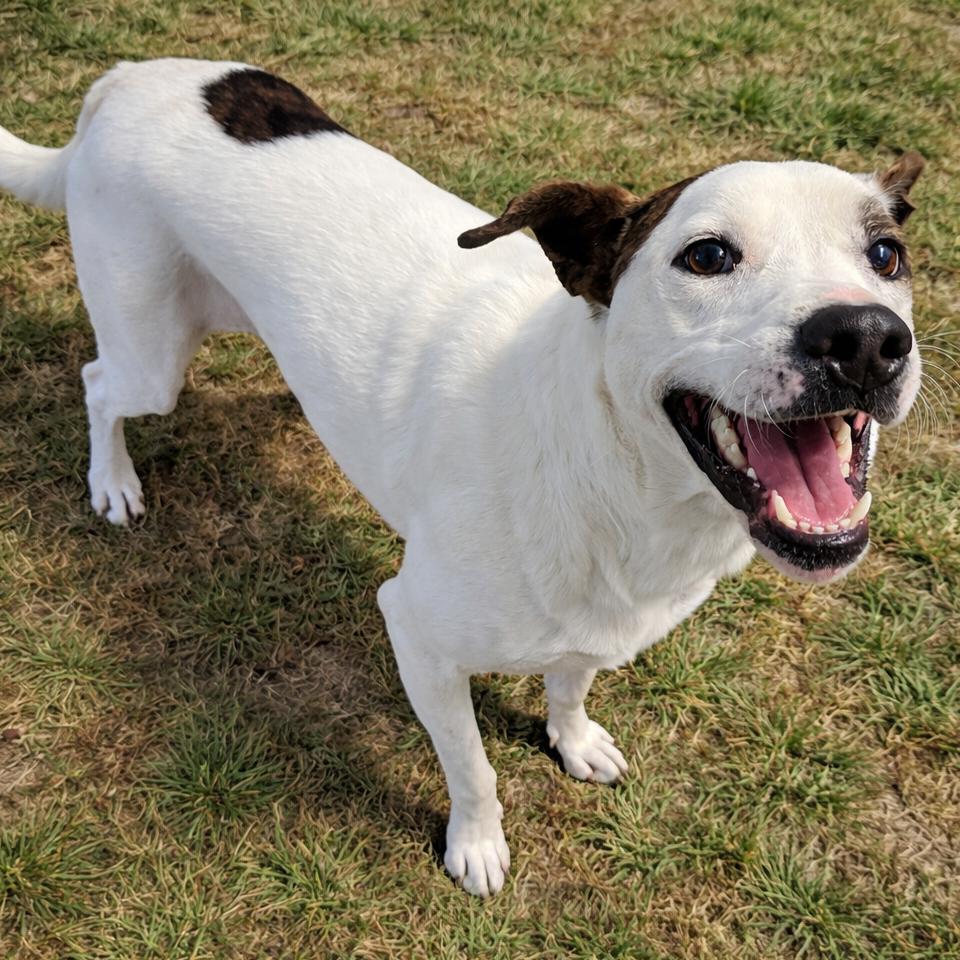 Enlarge Firework, a Adoptable Mixed Breed in Norman, OK image 3/6