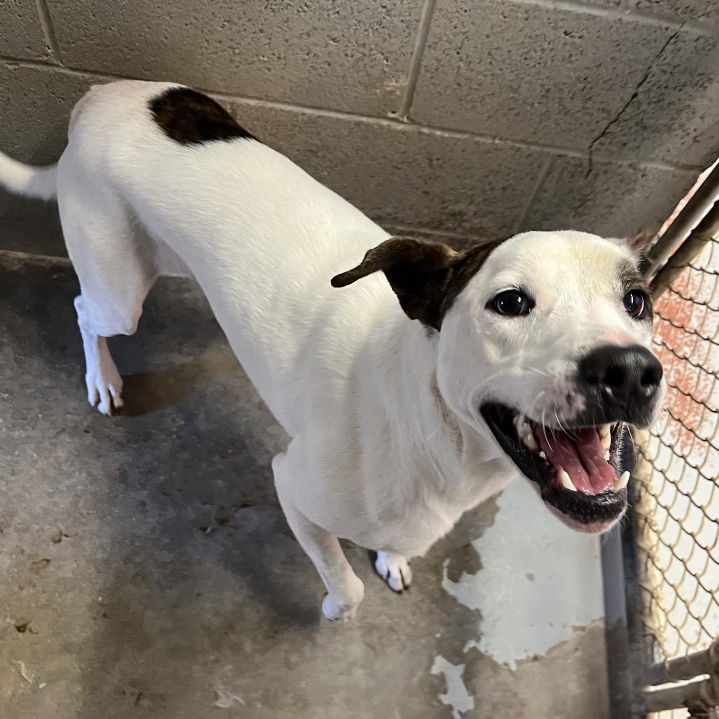 Enlarge Firework, a Adoptable Mixed Breed in Norman, OK image 4/6