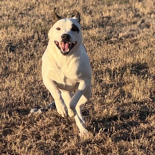 Enlarge Firework, a Adoptable Mixed Breed in Norman, OK image 5/6