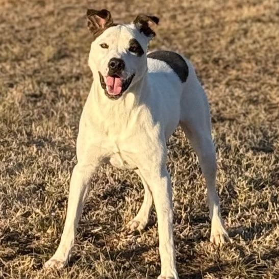 Enlarge Firework, a Adoptable Mixed Breed in Norman, OK image 6/6