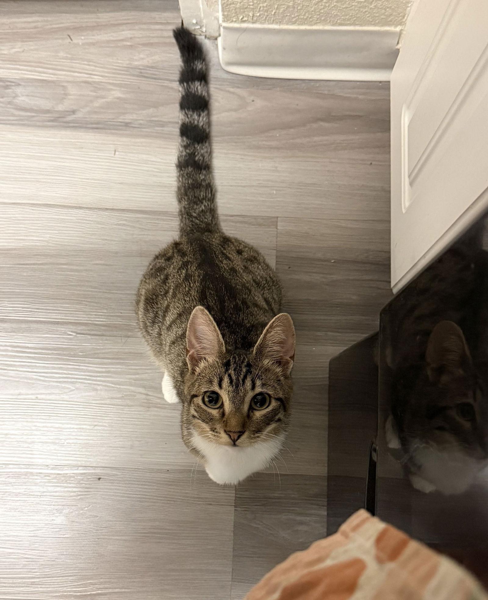 Sprinkles, a Adopted Domestic Short Hair in Davis, CA image 1/3