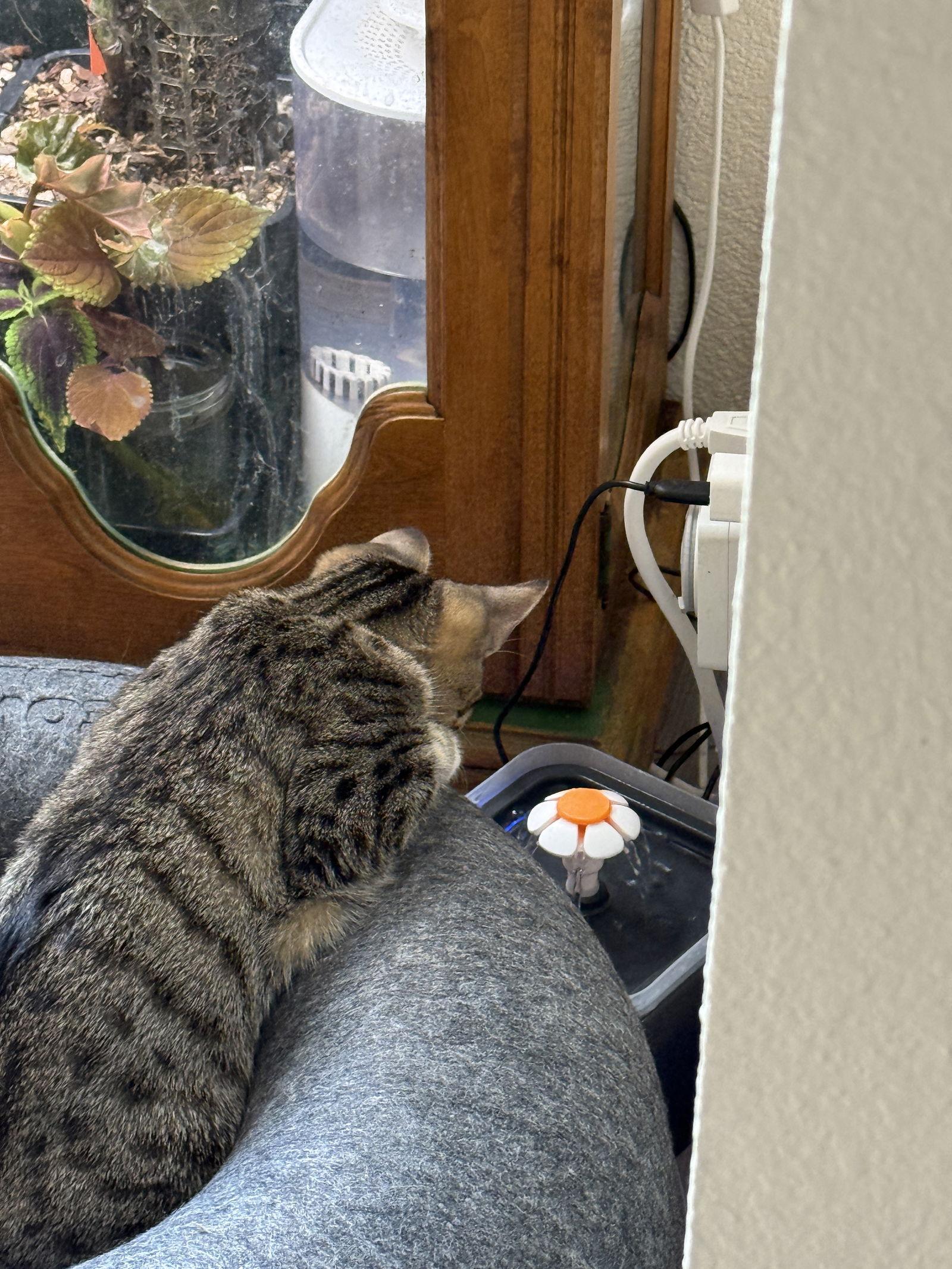 Enlarge Sprinkles, a Adoptable Domestic Short Hair in Davis, CA image 2/3