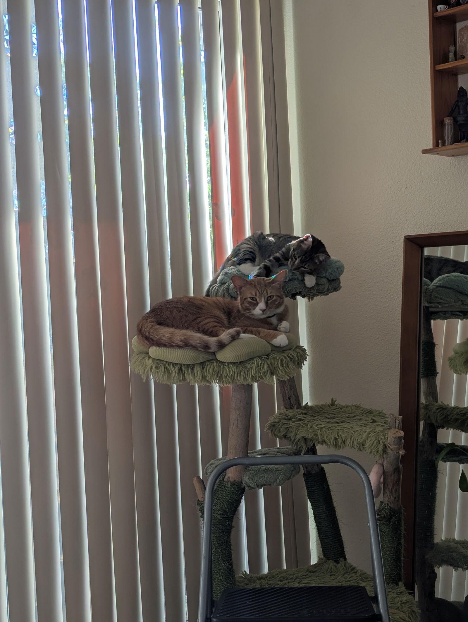 Sprinkles, a Adopted Domestic Short Hair in Davis, CA image 3/3