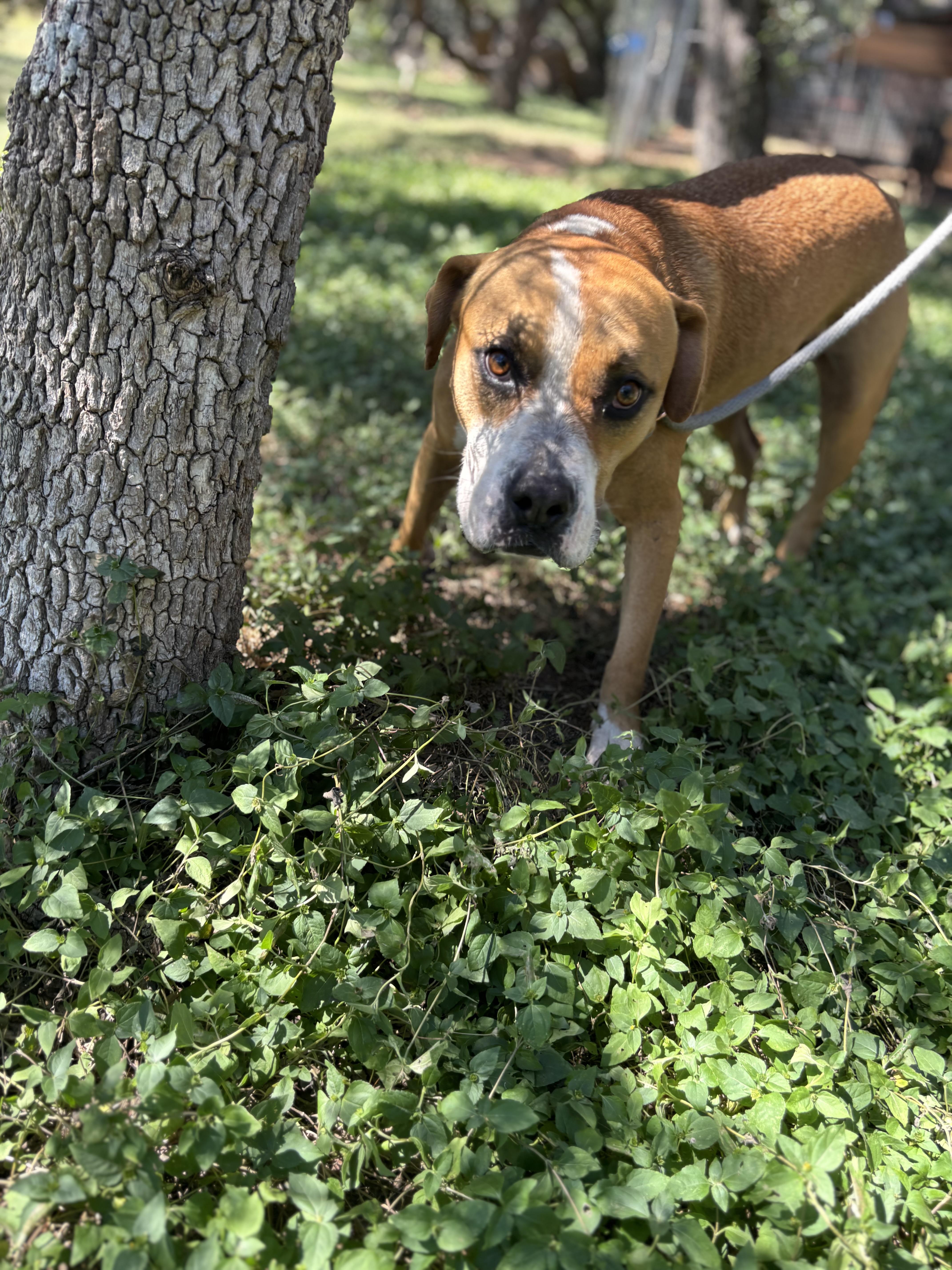 Douglas, ADOPTABLE, Adult Male Boxer.