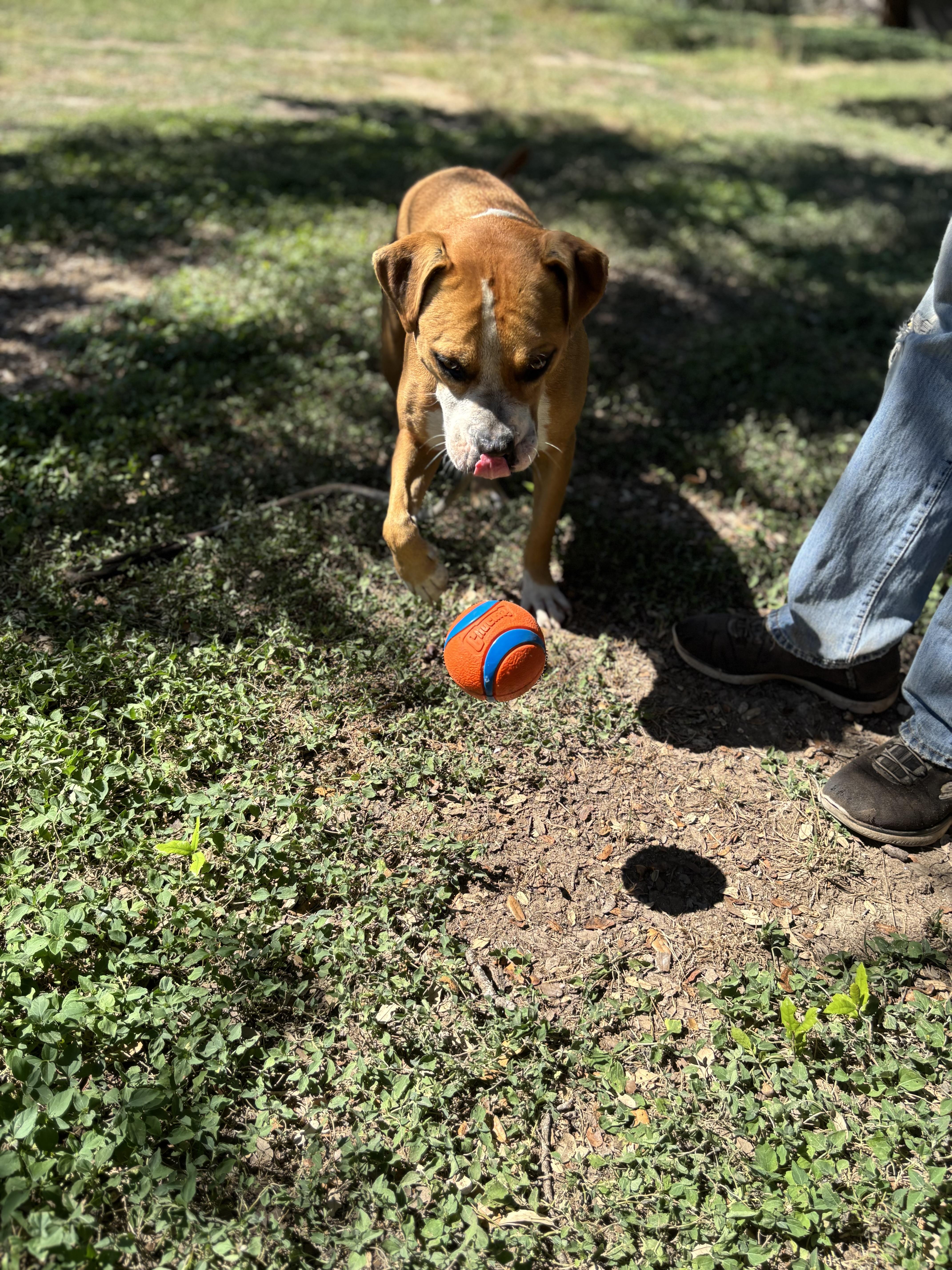 Douglas, a ADOPTABLE mixed breed in Blanco, TX image 5/5