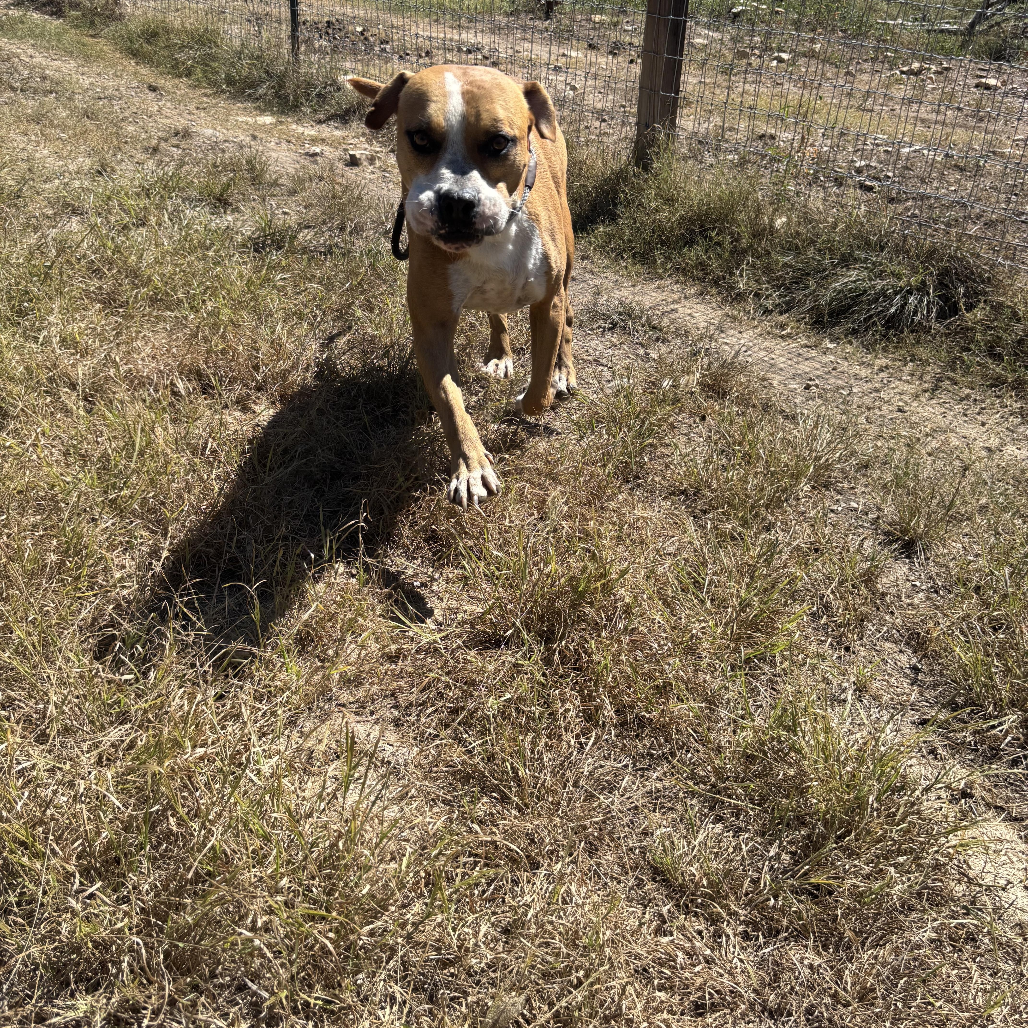 Douglas, a ADOPTABLE mixed breed in Blanco, TX image 4/5