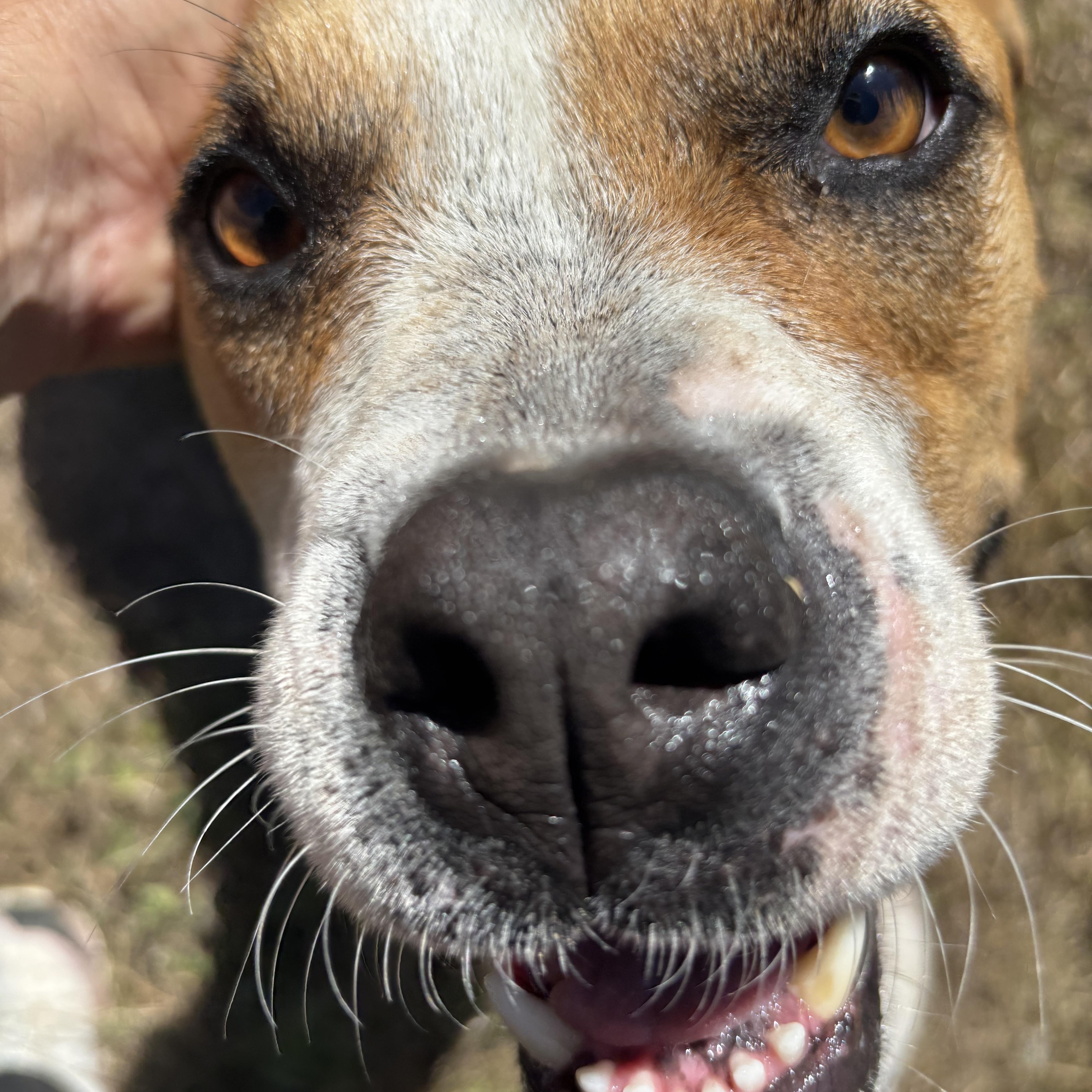 Douglas, a ADOPTABLE mixed breed in Blanco, TX image 2/5