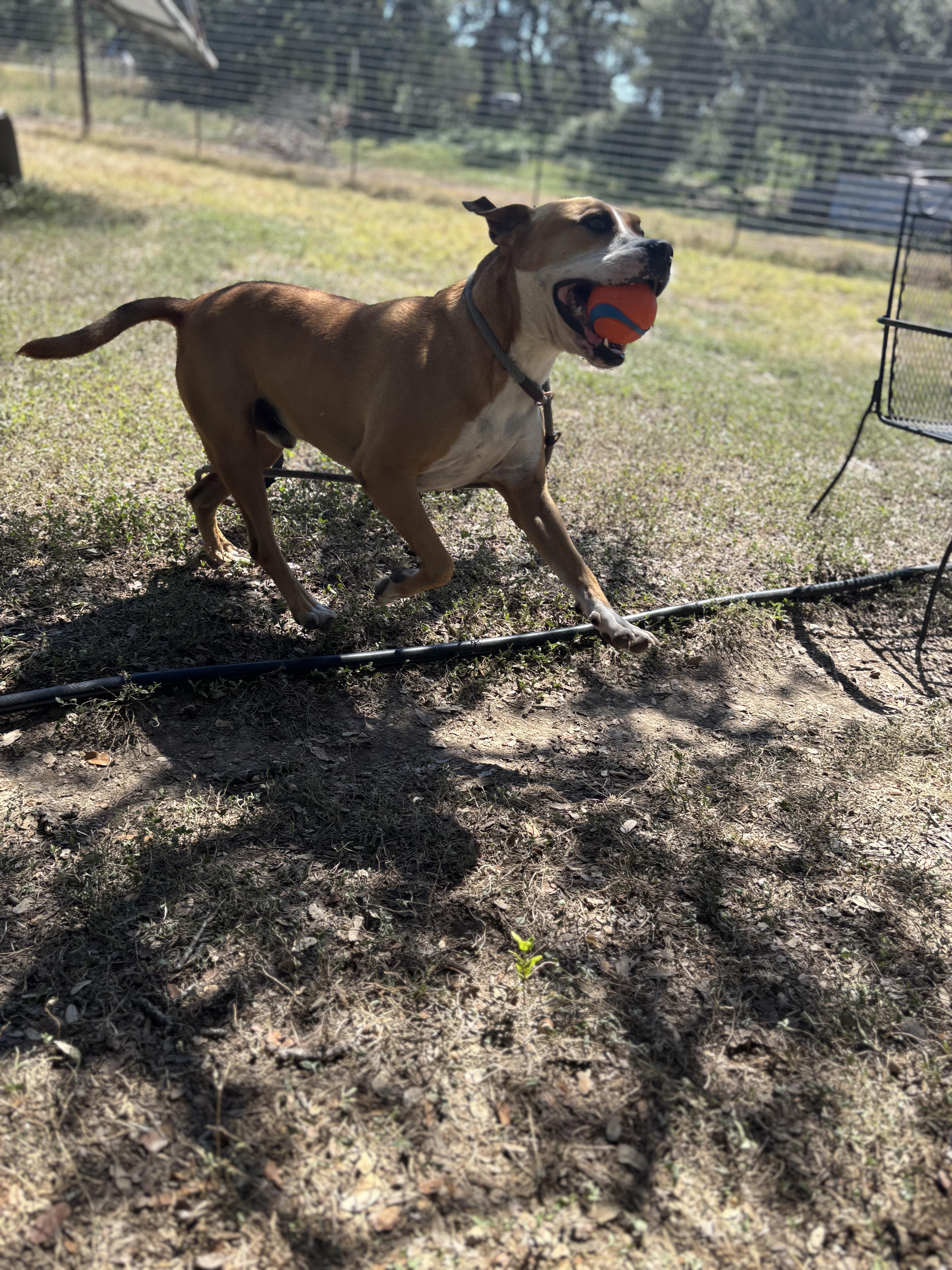 Douglas, a ADOPTABLE mixed breed in Blanco, TX image 3/5