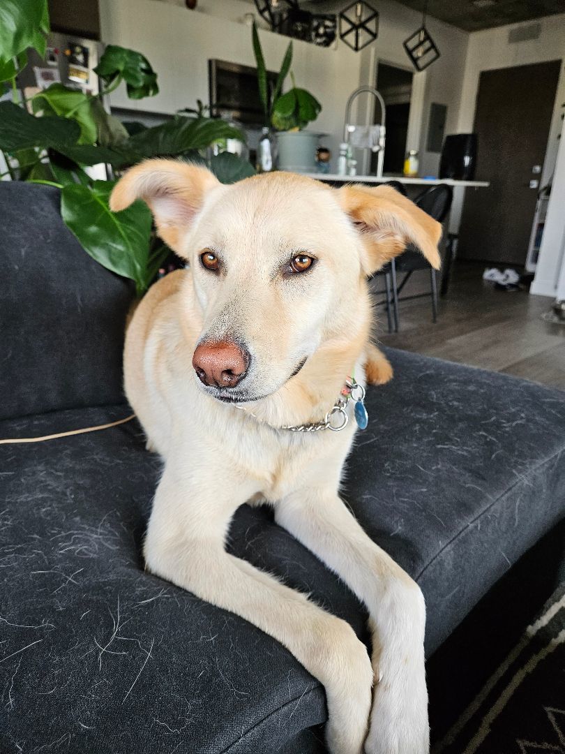 Eva, a Adoptable mixed breed in Edmonton, AB image 1/10