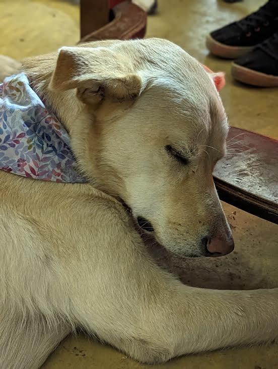 Enlarge Eva, a Adoptable mixed breed in Edmonton, AB image 7/10