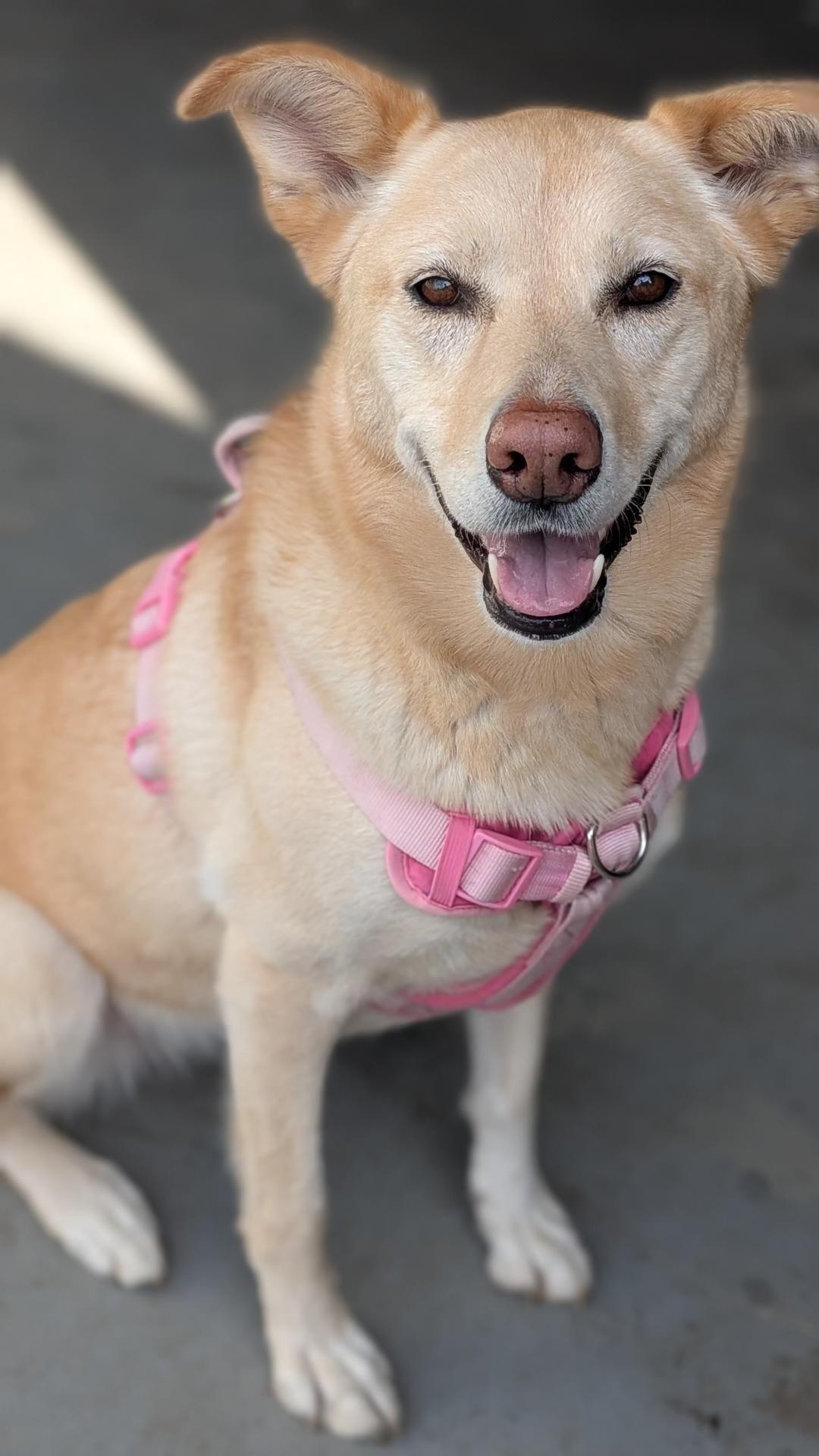 Eva, Adoptable, Adult Female Retriever & Husky.