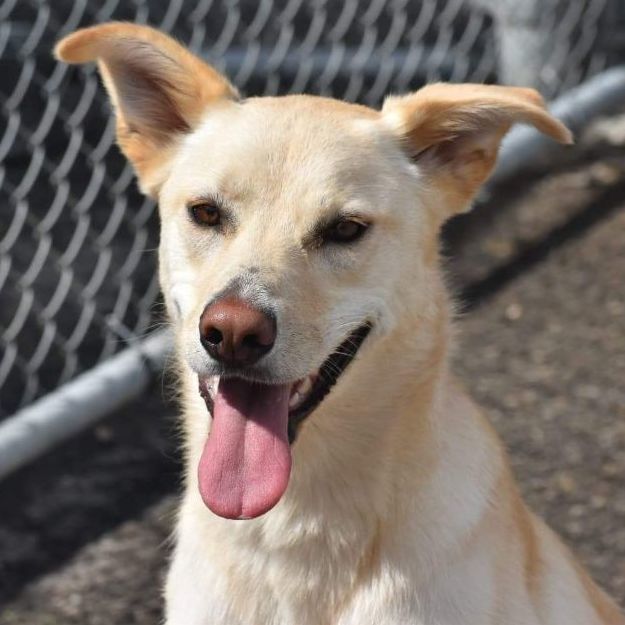 Eva, a Adoptable mixed breed in Edmonton, AB image 6/10