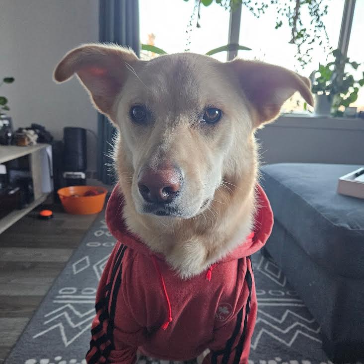 Enlarge Eva, a Adoptable mixed breed in Edmonton, AB image 8/10