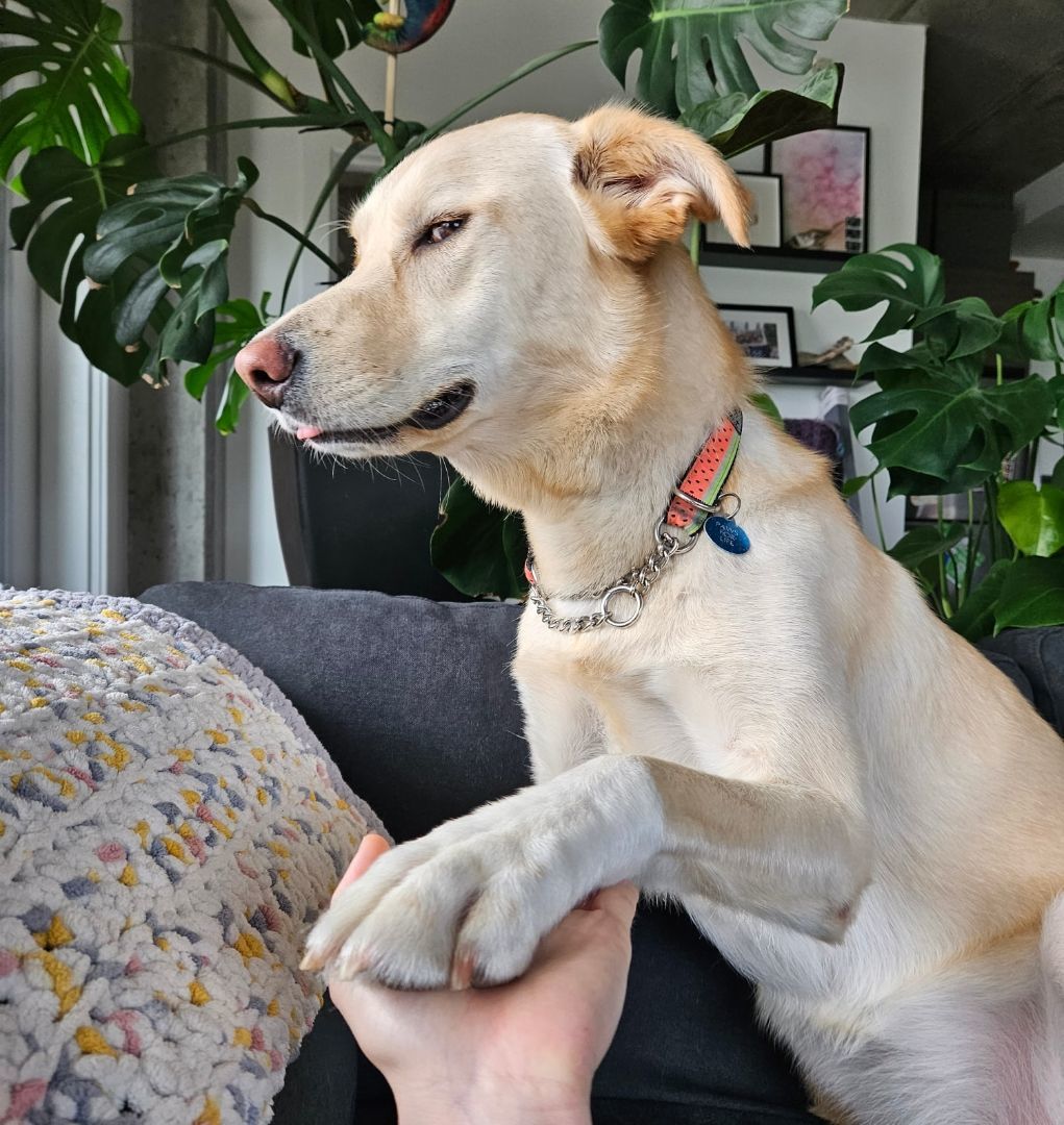 Enlarge Eva, a Adoptable mixed breed in Edmonton, AB image 9/10