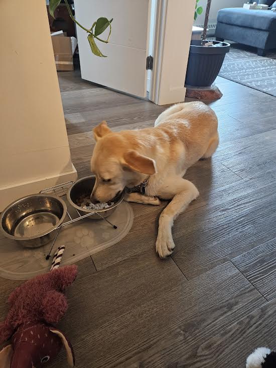 Enlarge Eva, a Adoptable mixed breed in Edmonton, AB image 10/10