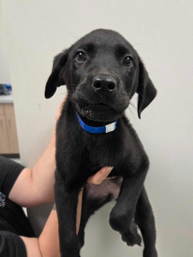 French Fries, Adoptable, Puppy Male Rottweiler & Mixed Breed.