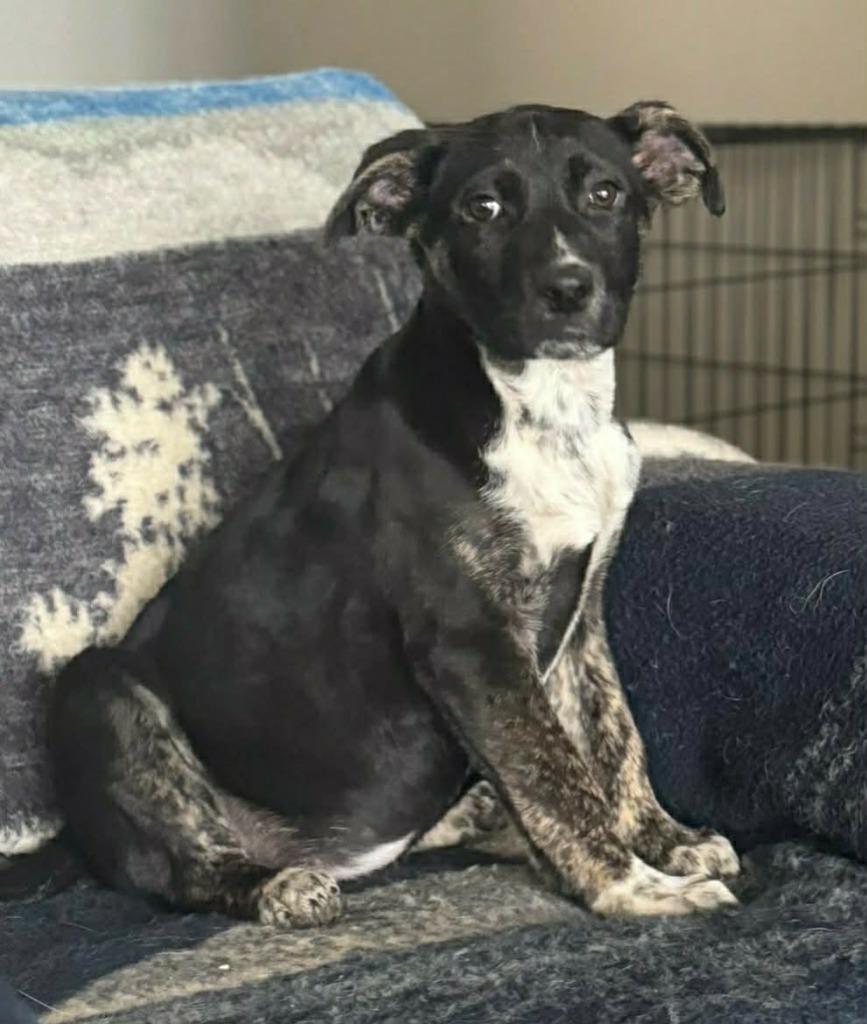 Enlarge Miley, a Adoptable mixed breed in sun prairie, WI image 1/1