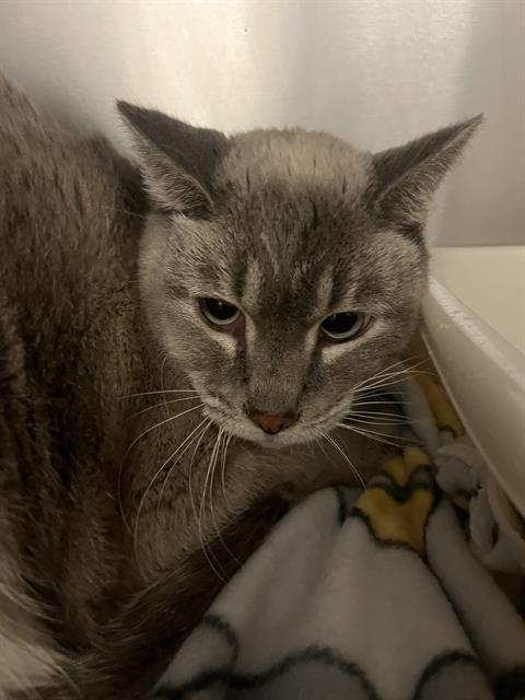 SAMMY NELSON, Adoptable, Adult Female Domestic Short Hair.