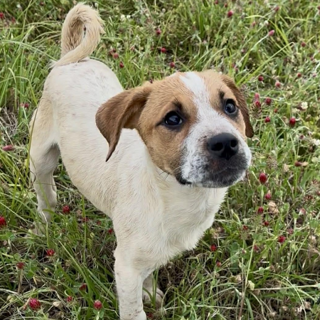 Enlarge Copper, a ADOPTABLE mixed breed in Plainville, CT image 5/6
