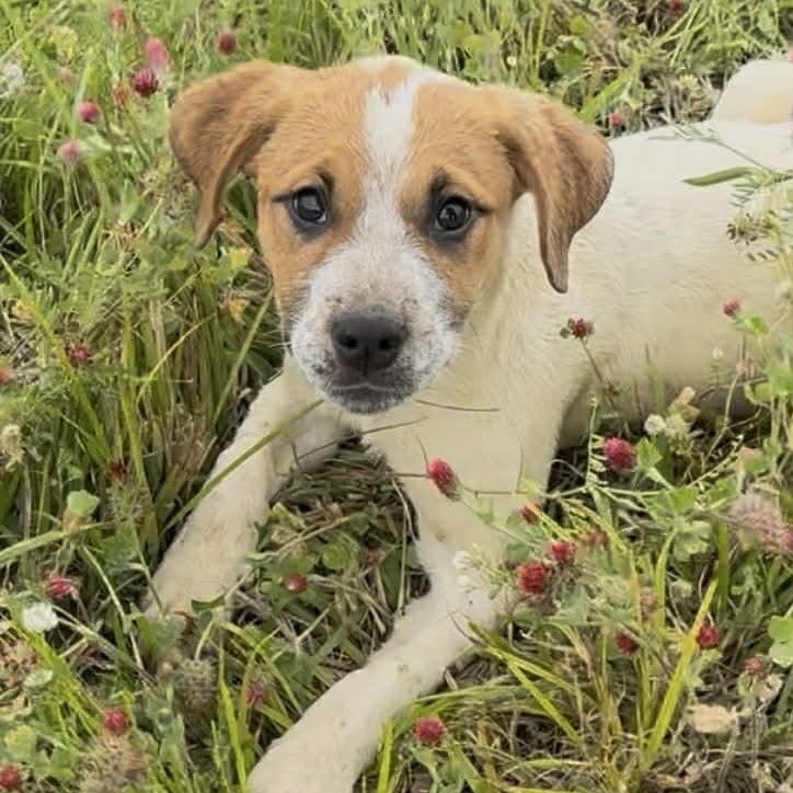 Enlarge Copper, a ADOPTABLE mixed breed in Plainville, CT image 3/6