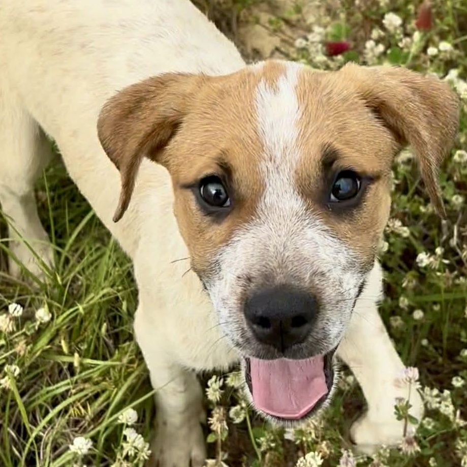 Copper, ADOPTABLE, Puppy Male Beagle & Jack Russell Terrier.