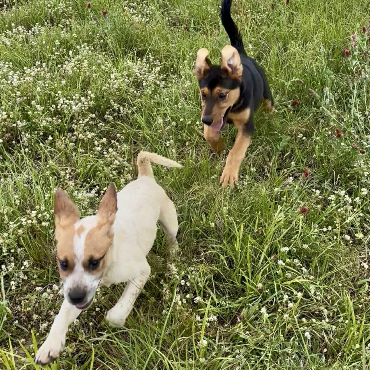 Enlarge Copper, a ADOPTABLE mixed breed in Plainville, CT image 4/6