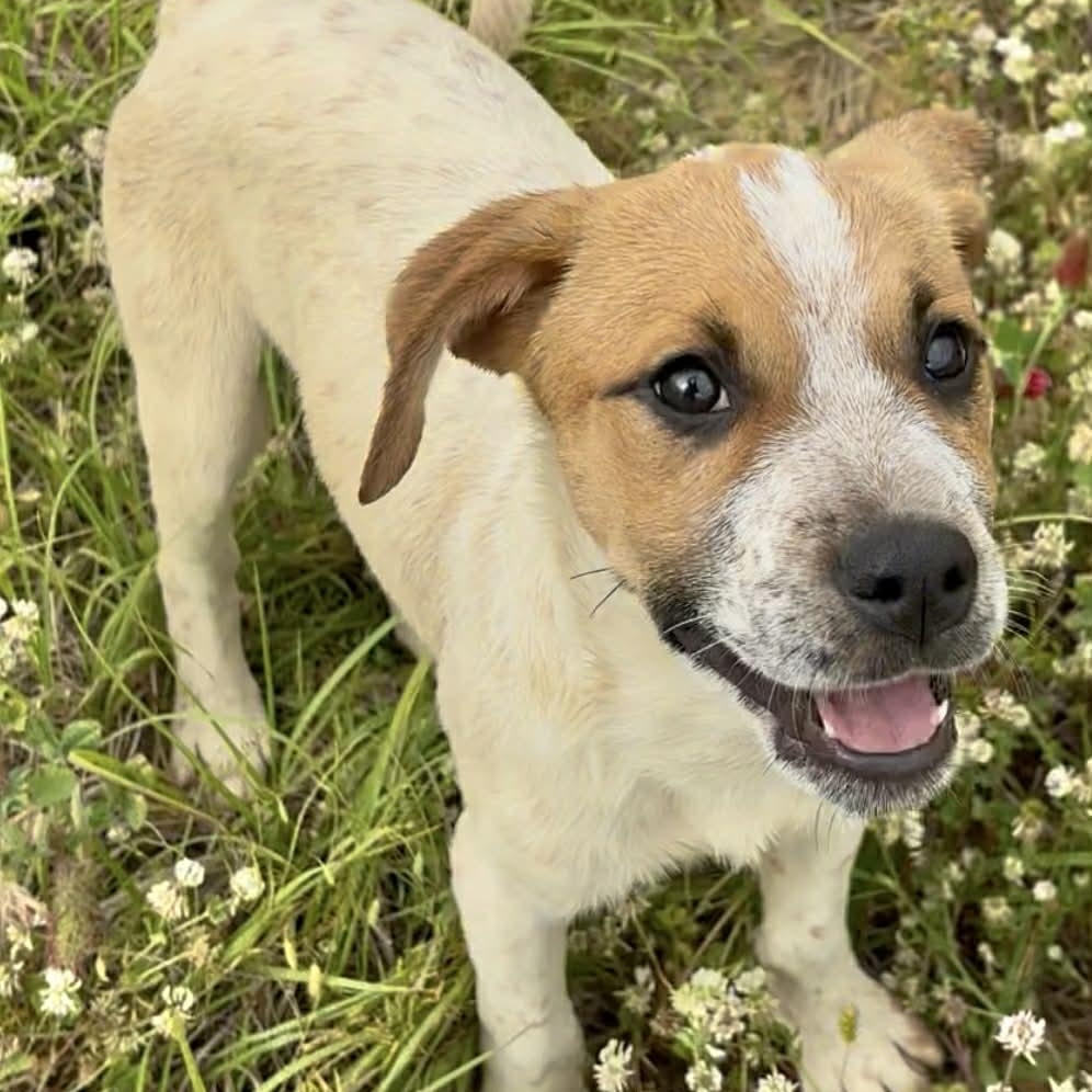 Enlarge Copper, a ADOPTABLE mixed breed in Plainville, CT image 2/6