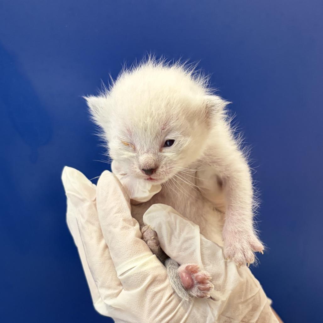 Stardust, Adoptable, Kitten Female Domestic Short Hair.