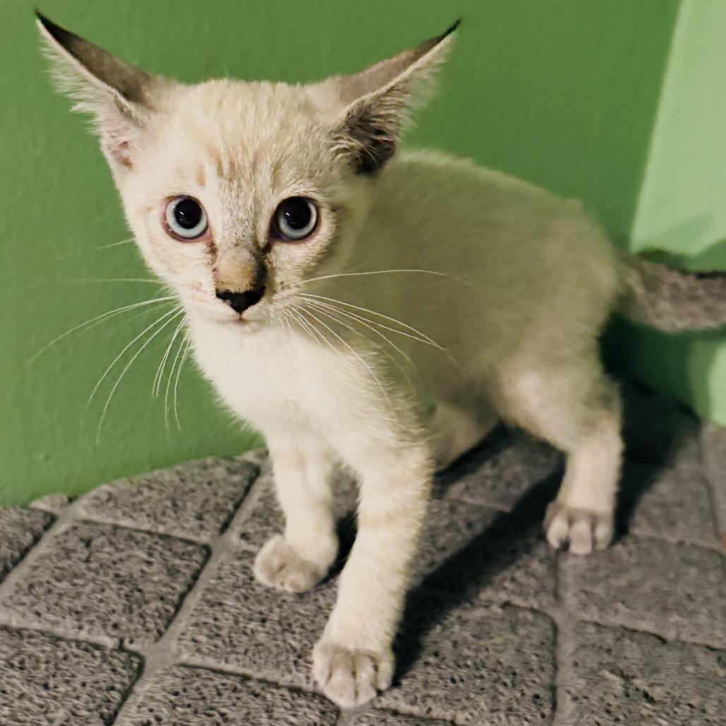 Enlarge Stardust, a Adoptable Domestic Short Hair in Long Beach, CA image 2/2