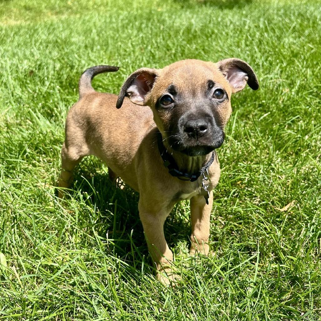 Watermelon, Adoptable, Puppy Male Cattle Dog & Mixed Breed.