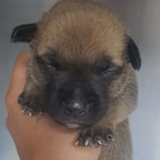 Watermelon, a Adoptable mixed breed in Fort Collins, CO image 2/6