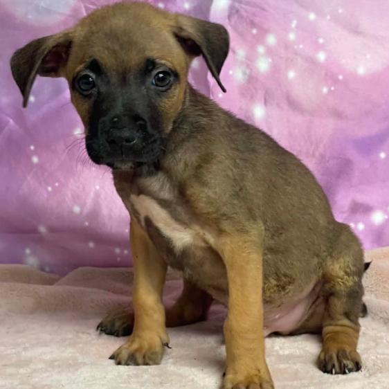 Watermelon, a Adoptable mixed breed in Fort Collins, CO image 3/6