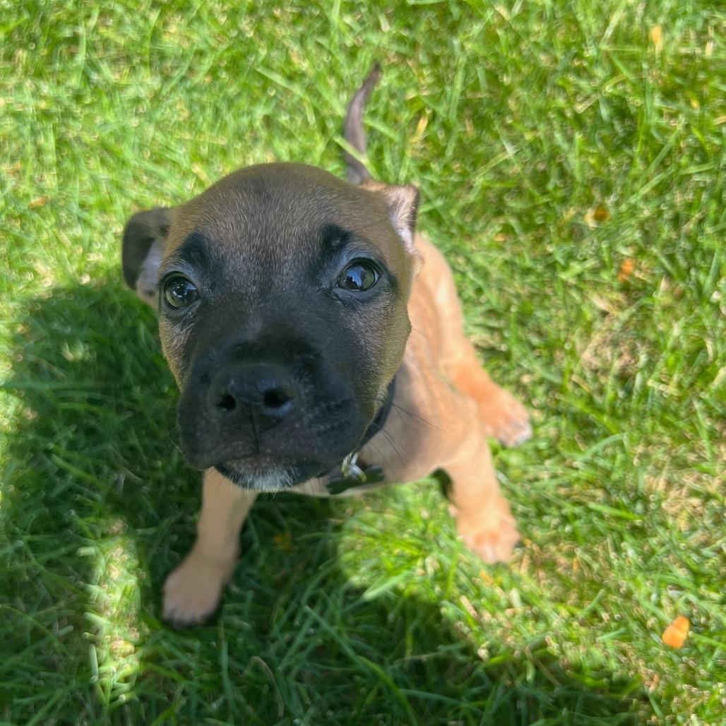 Watermelon, a Adoptable mixed breed in Fort Collins, CO image 4/6