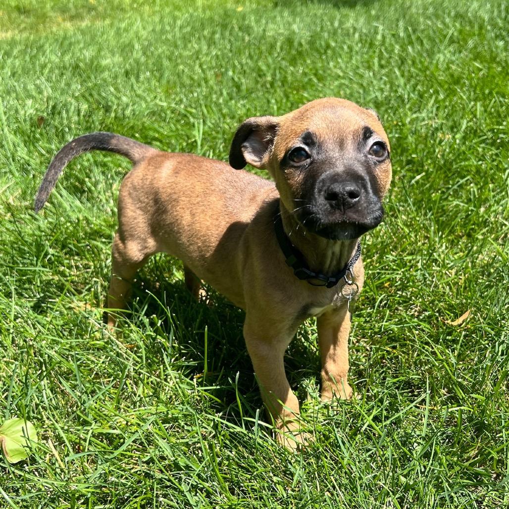 Watermelon, a Adoptable mixed breed in Fort Collins, CO image 5/6