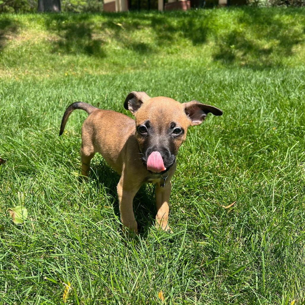 Watermelon, a Adoptable mixed breed in Fort Collins, CO image 6/6