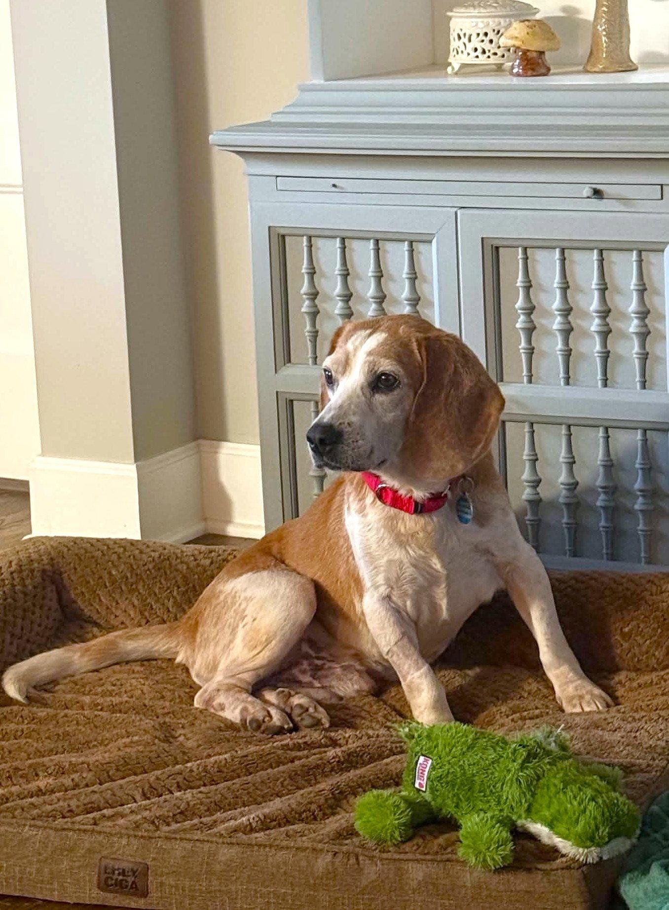 Enlarge Waylon, a Adoptable Beagle in Arlington, VA image 1/3