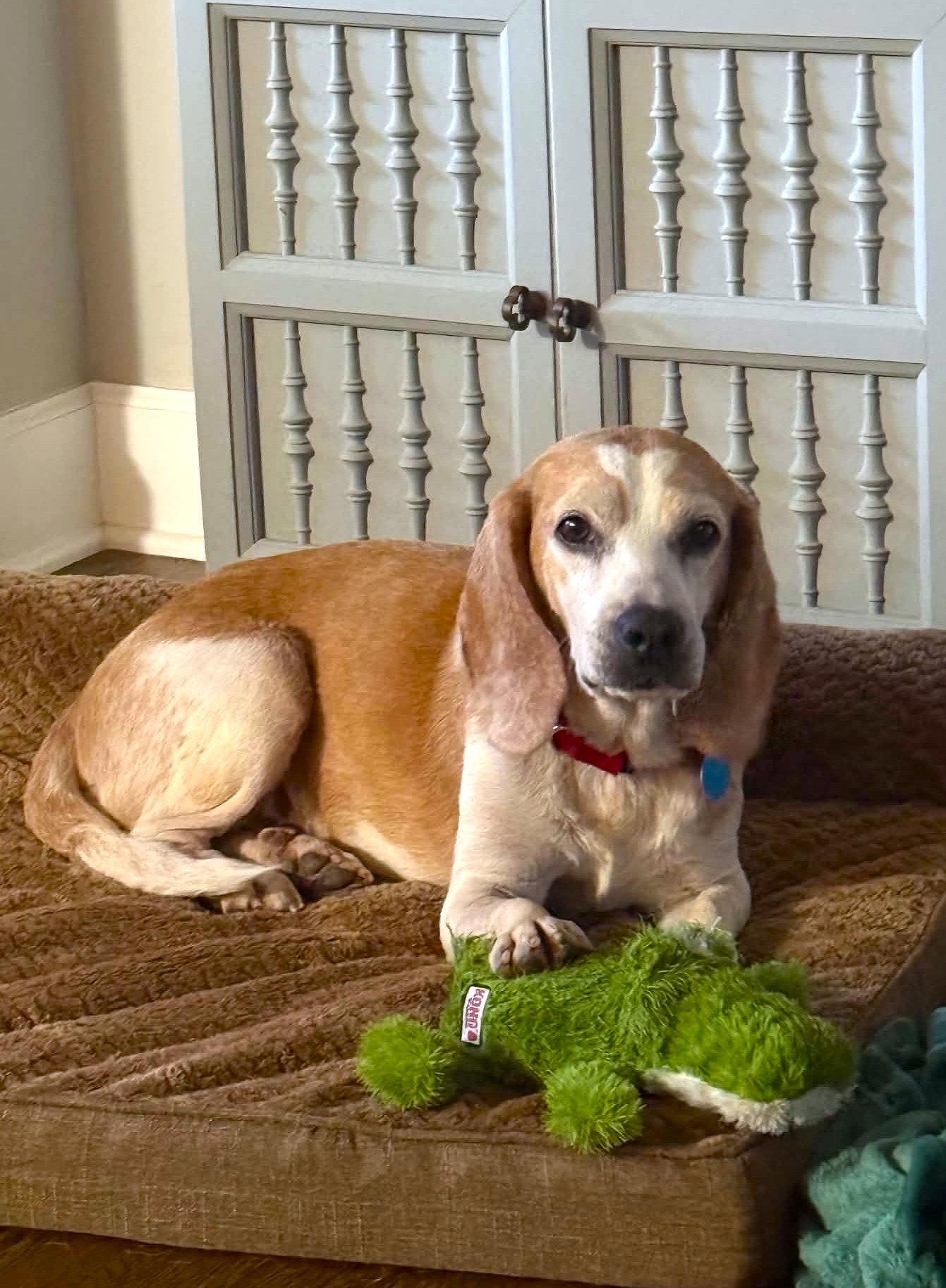 Enlarge Waylon, a Adoptable Beagle in Arlington, VA image 2/3