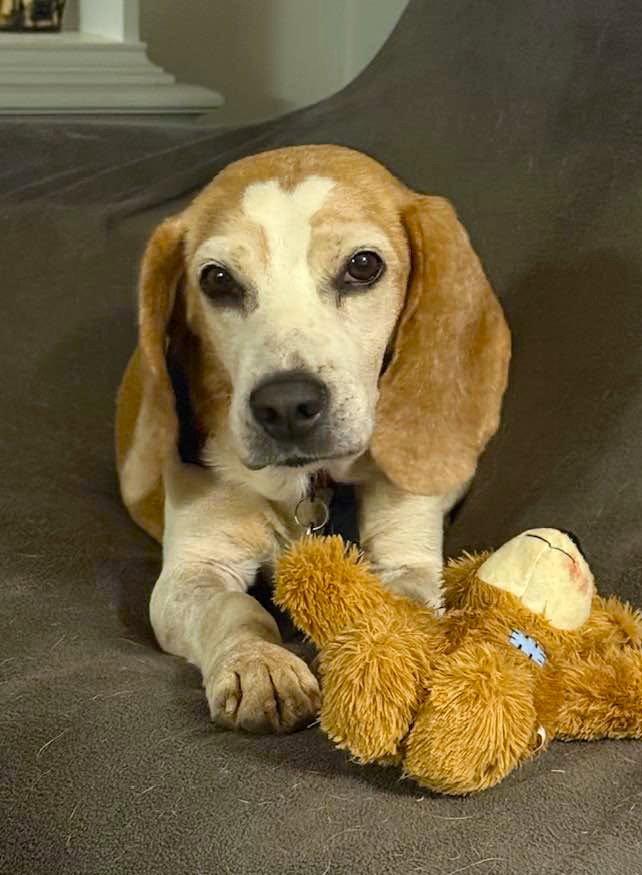 Enlarge Waylon, a Adoptable Beagle in Arlington, VA image 3/3
