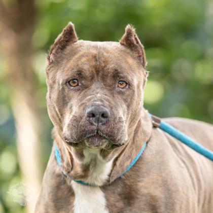 Enlarge Bella, a Adoptable mixed breed in Honolulu, HI image 1/3