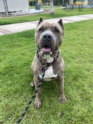 Enlarge Bella, a Adoptable mixed breed in Honolulu, HI image 2/3