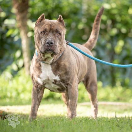 Enlarge Bella, a Adoptable mixed breed in Honolulu, HI image 3/3
