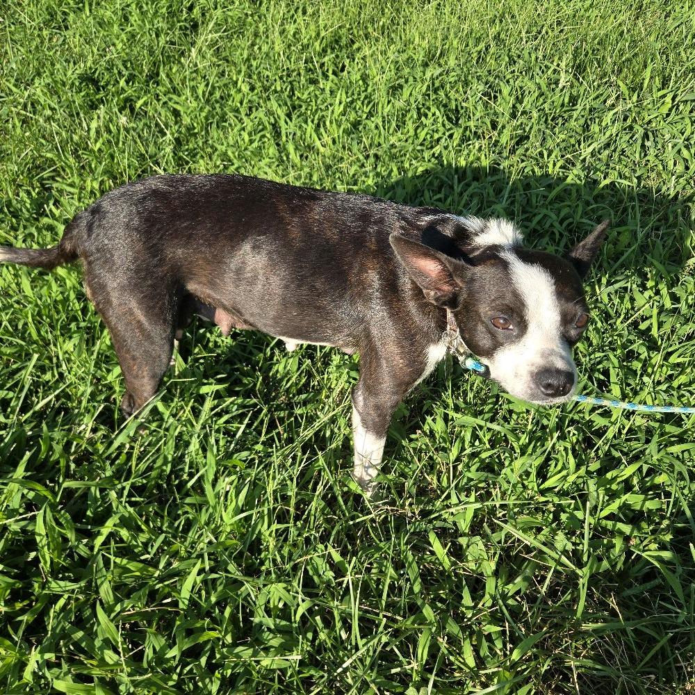 Gloria, Adoptable, Adult Female Boston Terrier & Mixed Breed.