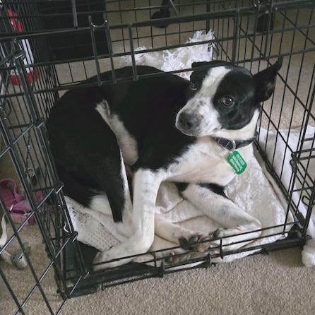 Enlarge Gloria, a Adoptable mixed breed in Kansas City, MO image 2/5