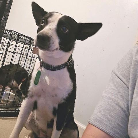 Enlarge Gloria, a Adoptable mixed breed in Kansas City, MO image 3/5
